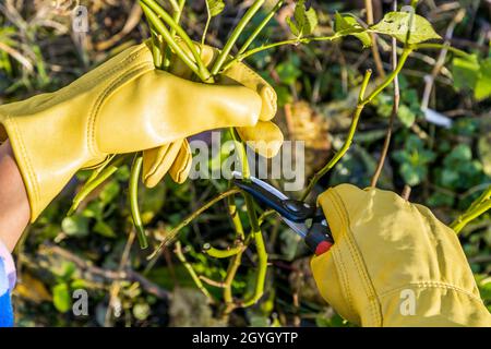 Rosensträucher im Herbst beschneiden. Der Beschneider in den Händen des Gärtners. Stockfoto