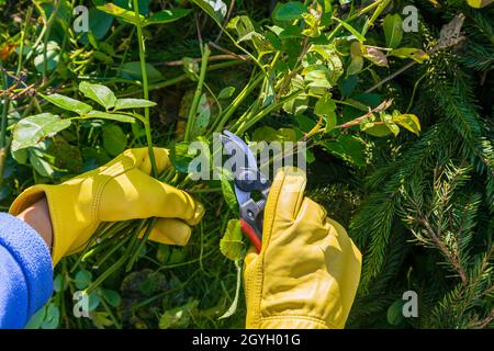 Rosensträucher im Herbst beschneiden. Gartenarbeit. Der Beschneider in den Händen des Gärtners. Stockfoto