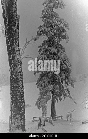 Eingeschneite Bäume in einer Winterlandschaft, Deutschland 1930er Jahre. In den Bäumen in ein Winterwunderland geschneit, Deutschland 1930. Stockfoto