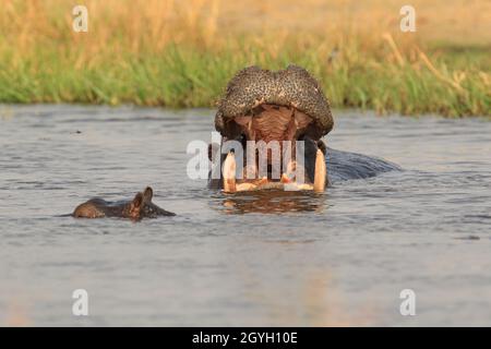 Hippo (Hippopotamus amphibius), Porträt des Gesichts. Nilpferd-Mund offen. Okavango Delta, Botsuana, Afrika Stockfoto