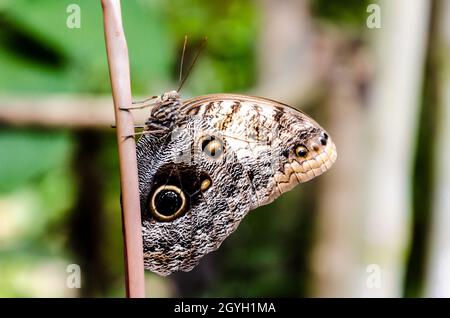 Eulenschmetterling (Caligo Memnon), Lepidopteron Stockfoto