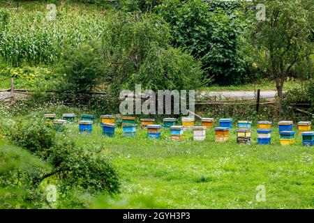 Bienenzucht für Honig in Rumänien Stockfoto