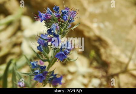 Echium plantagineum, allgemein bekannt als Purple Viper's-bugloss oder Pherson's Curse Stockfoto