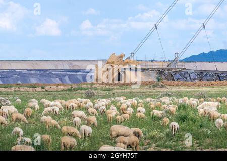 Friedlich grasende Schafe, während der riesige Schaufelradbagger die Erde gräbt. Stockfoto