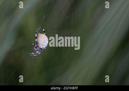 Orb Weaver mit vier Punkten (Araneus quadratus) Thompson Common Norfolk GB September 2021 Stockfoto