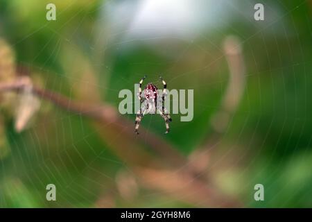 Orbweaver mit vier Punkten (Araneus quadratus) Stockfoto