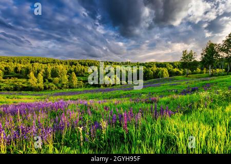 Ein Hügel bedeckt mit Lupinen in der Sommersaison mit bewölktem Himmel. Querformat. Stockfoto