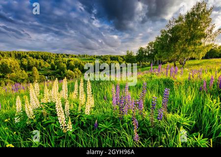 Ein Hügel bedeckt mit Lupinen in der Sommersaison mit bewölktem Himmel. Querformat. Stockfoto