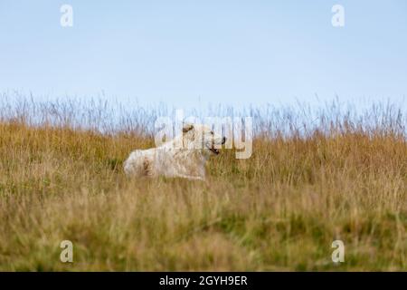 Ein rumänischer Hirte in den karpaten Stockfoto