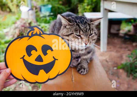 Halloween-Dekor im Freien und Hauskatze auf der Bank Stockfoto
