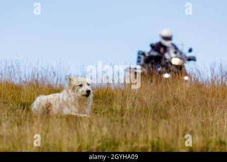 Ein rumänischer Hirte in den karpaten Stockfoto