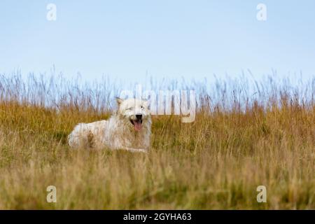 Ein rumänischer Hirte in den karpaten Stockfoto