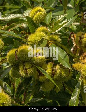 Kastanie Castanea sativa reife Frucht auf einem Zweig Stockfoto