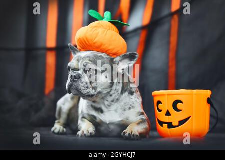 Lustige französische Bulldogge mit Halloween Kürbis Kostüm Hut vor schwarzen und orangen Papierstreamern Stockfoto