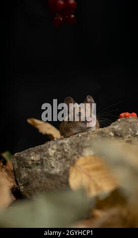 Woodmouse, Apodemus sylvaticus,Nahrungssuche, Herbst in Oxfordshire. Stockfoto