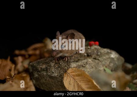 Woodmouse, Apodemus sylvaticus,Nahrungssuche, Herbst in Oxfordshire. Stockfoto