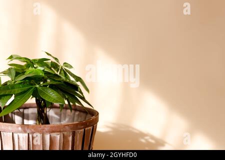 Eine „Geldbaum“-Pflanze (Pachira Aquatica). Grüne pachira aquatica Blätter auf beigem Hintergrund. Stockfoto