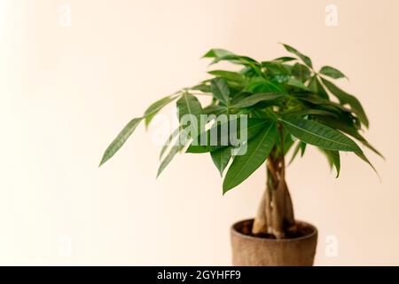 Eine „Geldbaum“-Pflanze (Pachira Aquatica). Grüne pachira aquatica Blätter auf beigem Hintergrund. Stockfoto