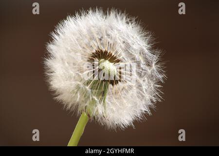 Nahaufnahme eines Dandelions, der nach innen schaut. Makroaufnahme Stockfoto