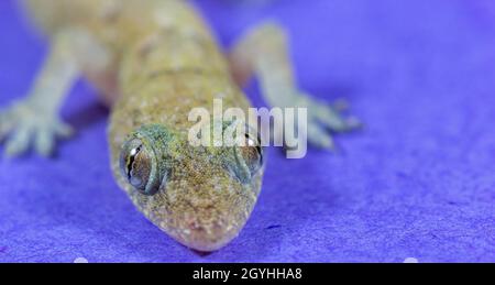 Nahaufnahme eines tropischen Hausgeckos auf einer violetten Oberfläche Stockfoto