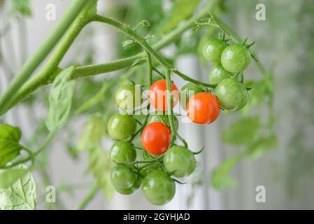 Kirschtomaten aus nächster Nähe anbauen. Grün unreif und rot reif Stockfoto