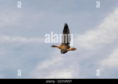 Southport, Merseyside Großbritannien Wetter; 08 Okt 2021 hohe sirrus Wolken im Morgengrauen, als wandernde Rotfußgänse in die Luft gehen, um sich im Ackerland auf Getreidebläcken, Zuckerrübenoberteilen und Winterweizenpflanzen zu ernähren. In den 1960er Jahren überwinterten in Großbritannien nur 50,000 Vögel - jetzt sind es mehr als 200,000. Die Populationen sind in den letzten 50 Jahren spektakulär angestiegen, hauptsächlich aufgrund des erhöhten Schutzes vor Schießereien auf den Überwinterungsgebieten. Kredit; MediaWorldImages/AlamyLiveNews Kredit: ZarkePix/Alamy Live Nachrichten Stockfoto