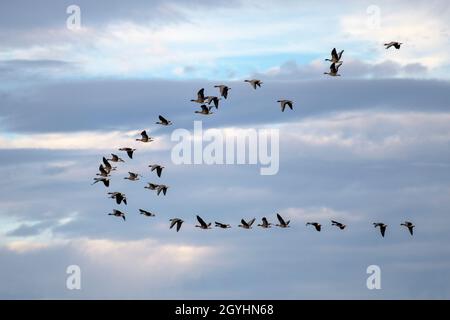 Southport, Merseyside Großbritannien Wetter; 08 Okt 2021 hohe sirrus Wolken im Morgengrauen, als wandernde Rotfußgänse in die Luft gehen, um sich im Ackerland auf Getreidebläcken, Zuckerrübenoberteilen und Winterweizenpflanzen zu ernähren. In den 1960er Jahren überwinterten in Großbritannien nur 50,000 Vögel - jetzt sind es mehr als 200,000. Die Populationen sind in den letzten 50 Jahren spektakulär angestiegen, hauptsächlich aufgrund des erhöhten Schutzes vor Schießereien auf den Überwinterungsgebieten. Kredit; MediaWorldImages/AlamyLiveNews Kredit: ZarkePix/Alamy Live Nachrichten Stockfoto