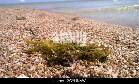 Ein Haufen Algen am Strand vor dem Hintergrund des Meeres aus der Nähe Stockfoto