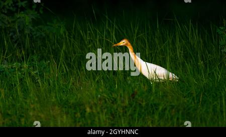 Low-Key-Bild von Rinderreiher Stockfoto