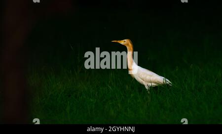 Low-Key-Bild von Rinderreiher Stockfoto