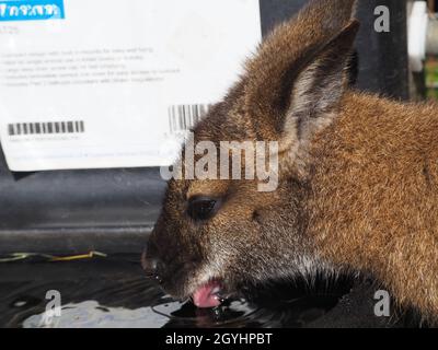 Junger Wallaby, der ein Getränk Wasser aus einem Trog nimmt Stockfoto