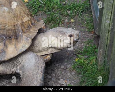 Galápagos-Schildkröte, die in der Hoffnung auf Flucht oder Nahrung auf das Tor schaut Stockfoto