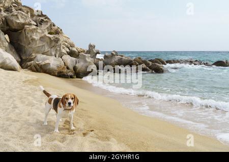 Niedliche Baumfarbe Beagle Hund am Meer. Stockfoto