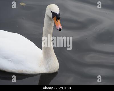 Individueller stummgeschwänger Schwan auf einem dunklen bewässerten Teich Stockfoto