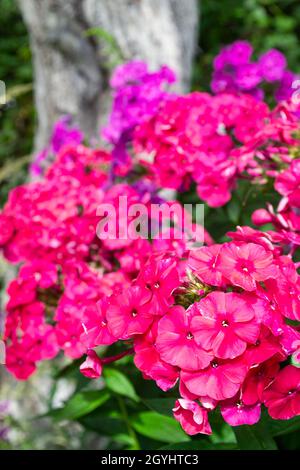 Mehrfarbige Blütenstände von Phloxes Bouquet, Phlox im Garten blühen Stockfoto