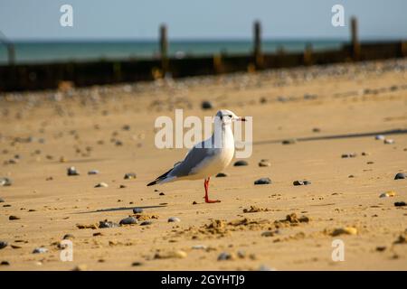 Schwarzkopfmöwe (Chroicocephalus ridibundus), die auf dem Sand mit verschwommenem Hintergrund aus Meer und Groyne steht, Mundesley Beach. Stockfoto