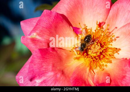 Englischer Rosengarten. Rosarium Blumenhintergrund. Zarte Blüten mit Biene. Blühende Honigbiene sammelt Pollen. Nahaufnahme Stockfoto