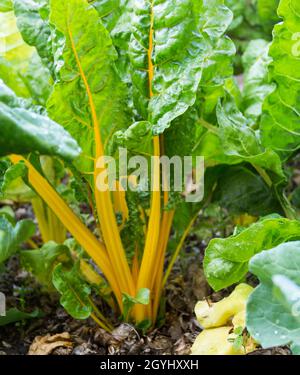 Eine gelbe Mangold-Pflanze im Bio-Garten Stockfoto