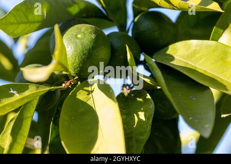 Unreife Früchte auf einem Mandarinenbaum. Stockfoto