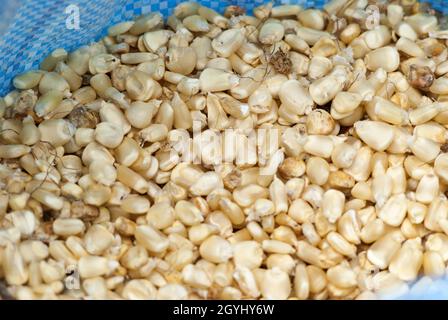 Maiskörner auf dem Markt Guatemala. Zea mays. Mittelamerika. Stockfoto