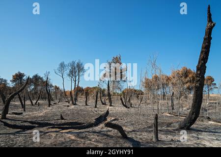 Campomarino (CB),Molise Region,Italien:Was bleibt nach dem Pinienwaldbrand, der im August 2021 an der Küste von Campomarino Lido (CB) stattfand. Stockfoto