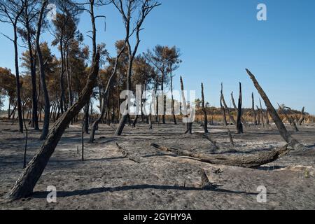 Campomarino (CB),Molise Region,Italien:Was bleibt nach dem Pinienwaldbrand, der im August 2021 an der Küste von Campomarino Lido (CB) stattfand. Stockfoto