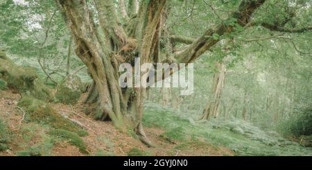 Waldgebiet in Farndale, North York Moors Stockfoto