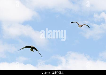 Red Kites fliegen über Farmland in Yorkshire Stockfoto