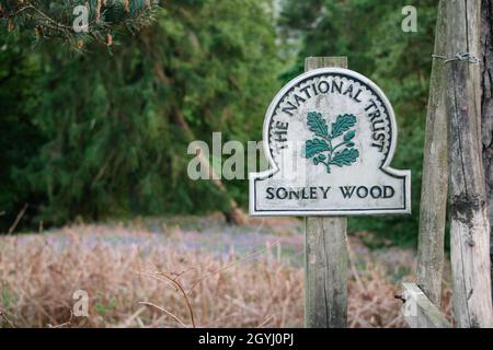 Waldgebiet in Farndale, North York Moors Stockfoto