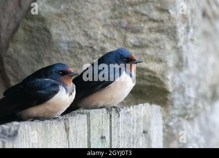 Schwalben auf der Yorkshire Farm North York Moors Stockfoto