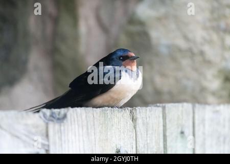 Schwalben auf der Yorkshire Farm North York Moors Stockfoto