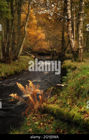 Waldgebiet in Farndale, North York Moors Stockfoto