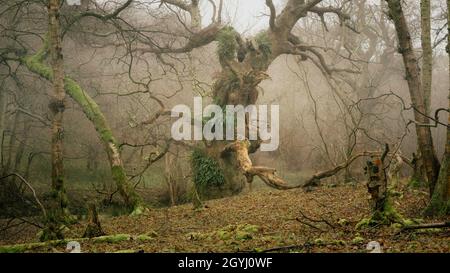 Waldgebiet in Farndale, North York Moors Stockfoto