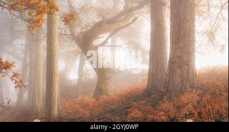 Waldgebiet in Farndale, North York Moors Stockfoto
